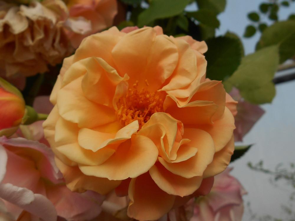 Rosa Landscape Peach Drift - View 3 from www redcrocus com