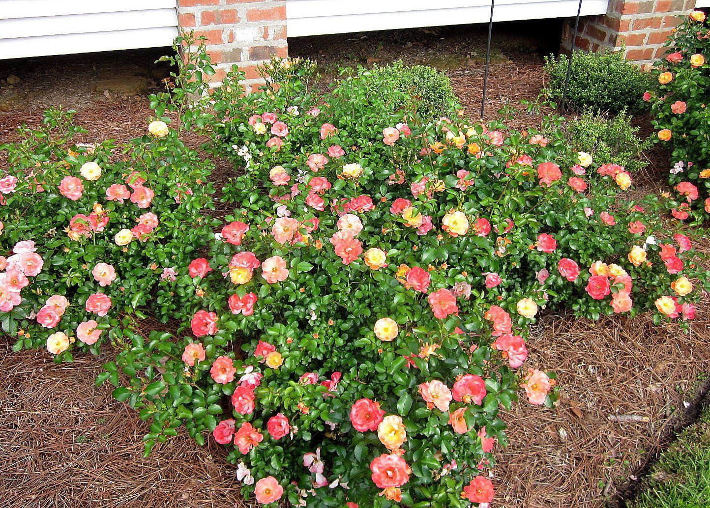 Rosa Landscape Peach Drift - View 5 from www redcrocus com