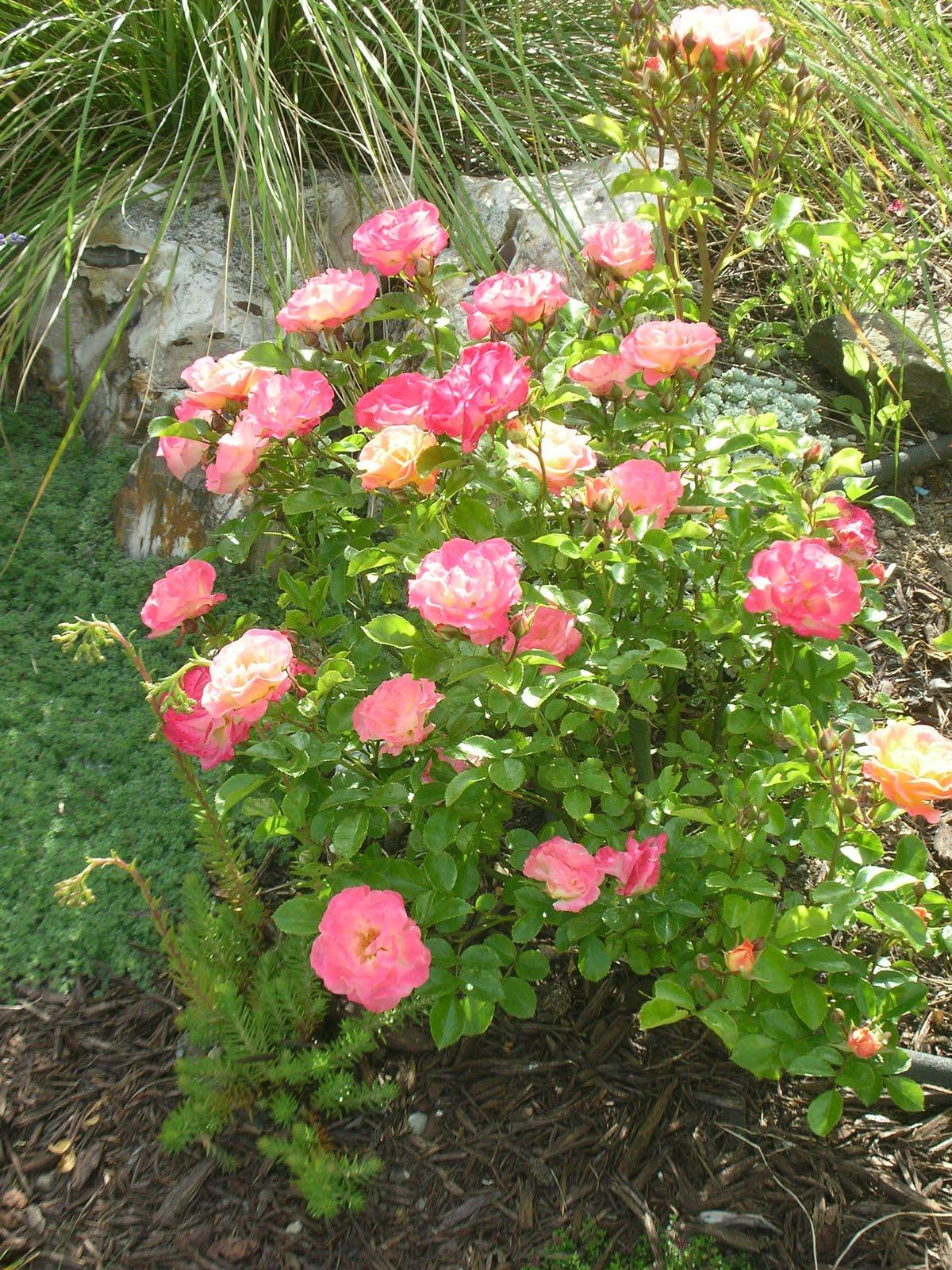 Rosa Landscape Peach Drift - View 6 from www redcrocus com