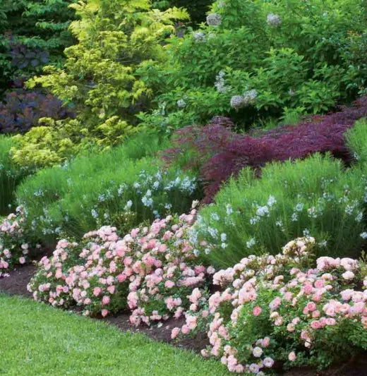 Rosa Landscape Peach Drift - View 6 from www redcrocus com