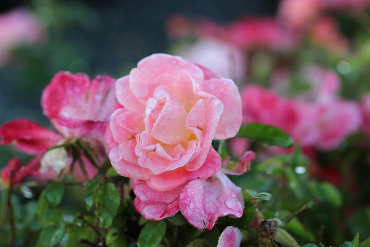 Rosa Landscape Peach Drift - View 7 from www redcrocus com