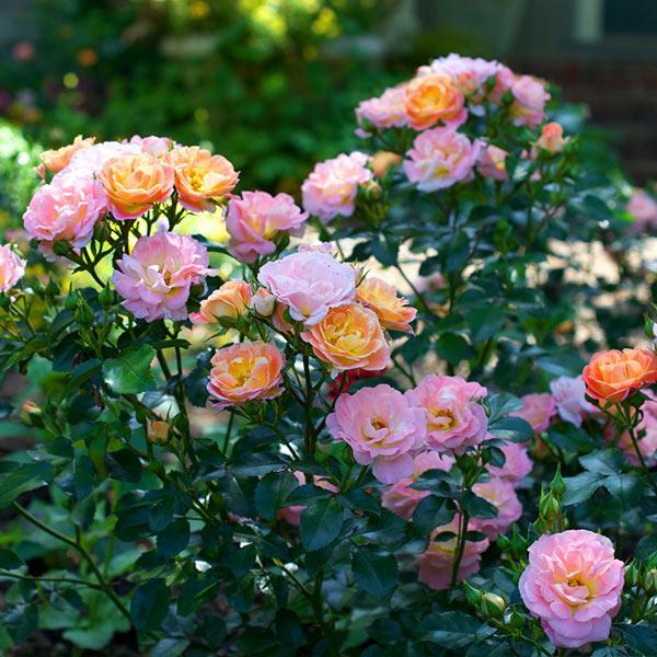 Rosa Landscape Peach Drift - View 8 from www redcrocus com