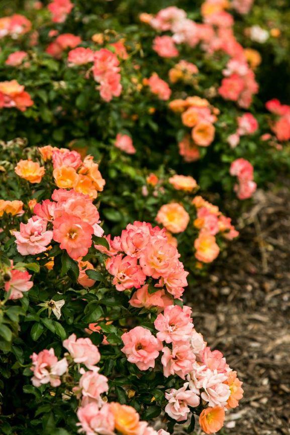 Rosa Landscape Peach Drift - View 9 from www redcrocus com