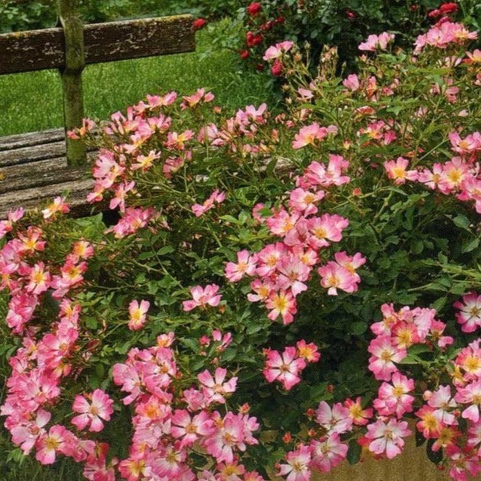 Rosa Landscape Pink Drift - View 10 from www redcrocus com