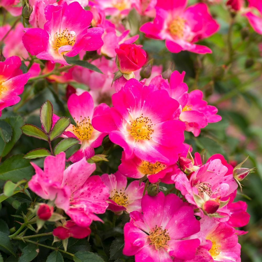 Rosa Landscape Pink Drift - View 11 from www redcrocus com