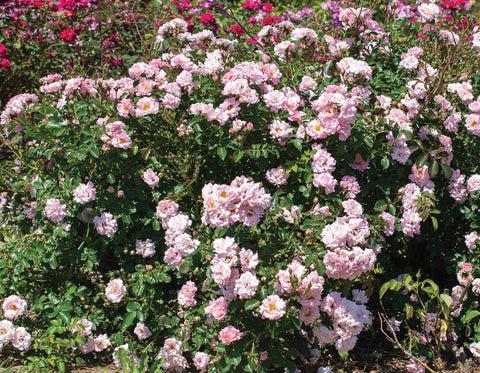 Rosa Landscape Pink Drift - View 12 from www redcrocus com