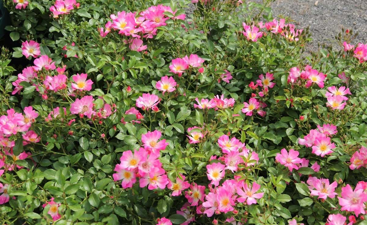 Rosa Landscape Pink Drift - View 14 from www redcrocus com