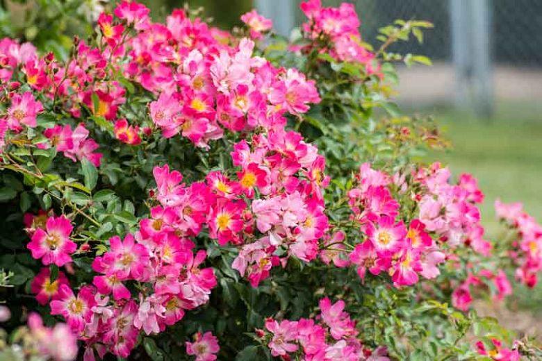 Rosa Landscape Pink Drift - View 15 from www redcrocus com