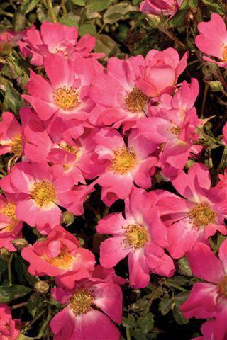 Rosa Landscape Pink Drift - View 16 from www redcrocus com