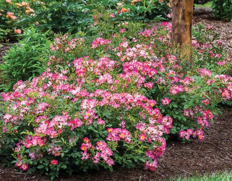 Rosa Landscape Pink Drift - View 1 from www redcrocus com