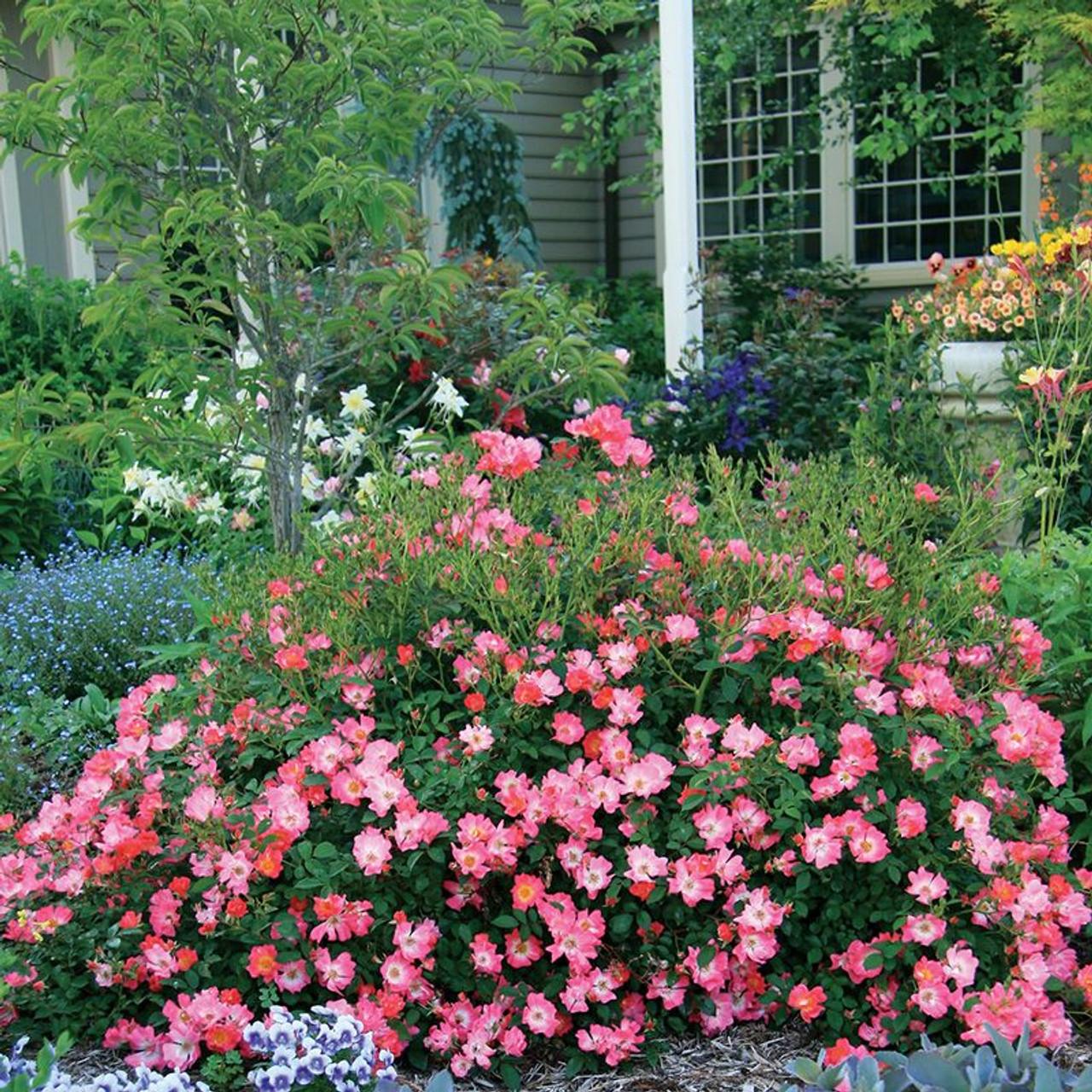 Rosa Landscape Pink Drift - View 2 from www redcrocus com
