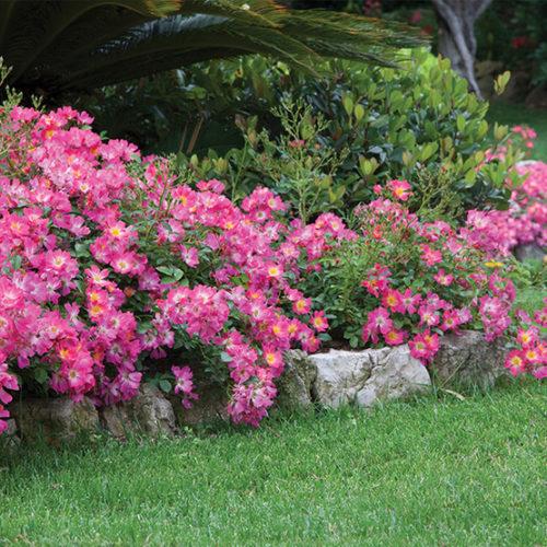 Rosa Landscape Pink Drift - View 3 from www redcrocus com