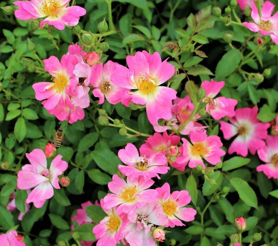 Rosa Landscape Pink Drift - View 4 from www redcrocus com