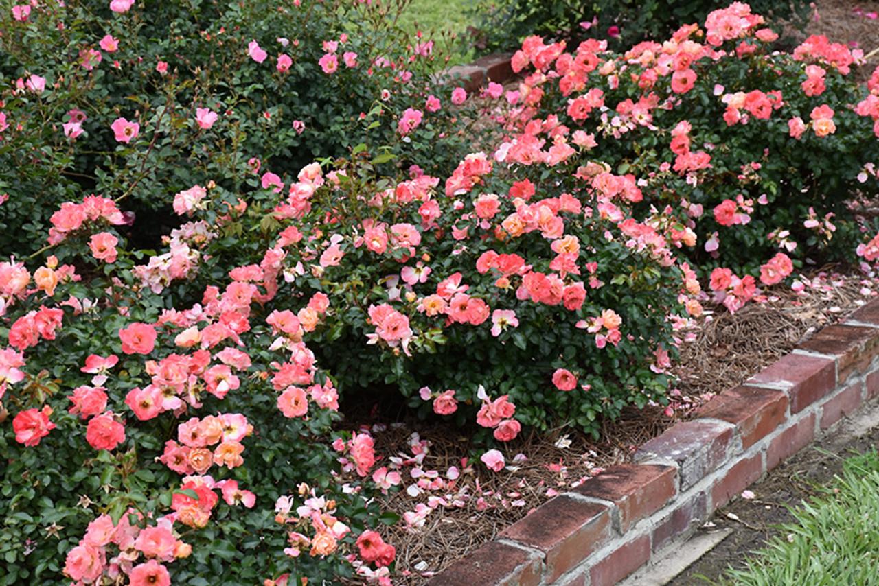 Rosa Landscape Pink Drift - View 5 from www redcrocus com
