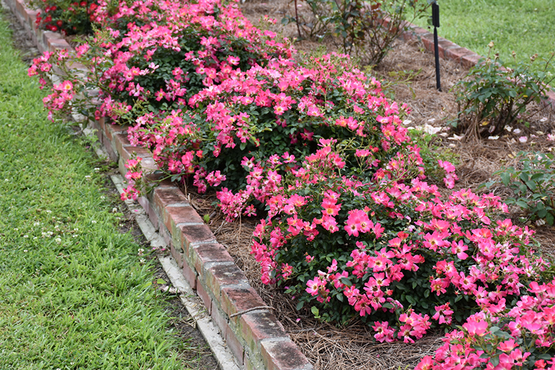 Rosa Landscape Pink Drift - View 6 from www redcrocus com