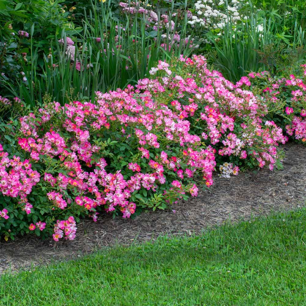 Rosa Landscape Pink Drift - View 7 from www redcrocus com