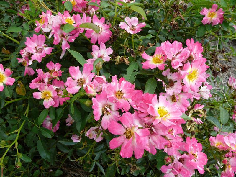 Rosa Landscape Pink Drift - View 8 from www redcrocus com