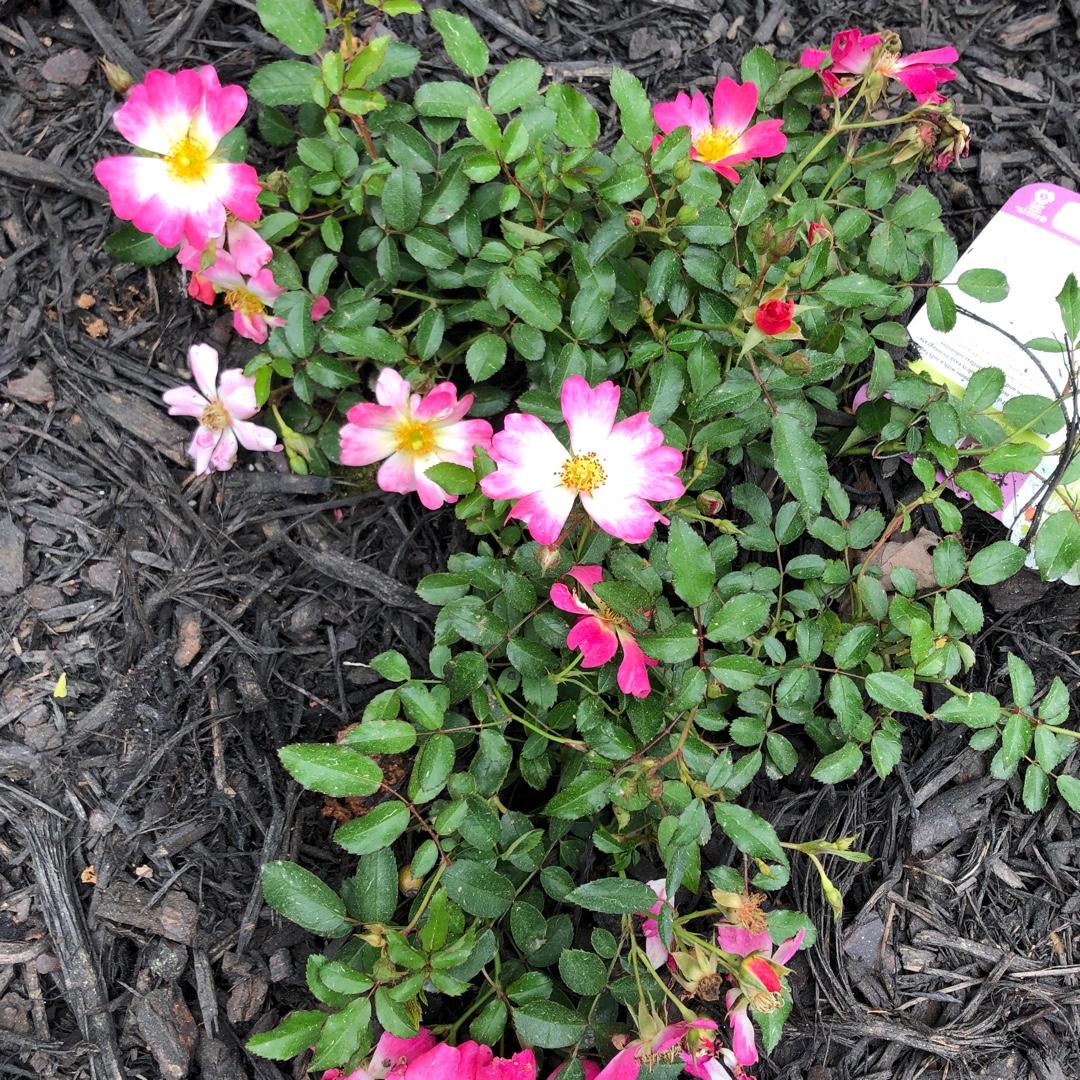 Rosa Landscape Pink Drift - View 9 from www redcrocus com