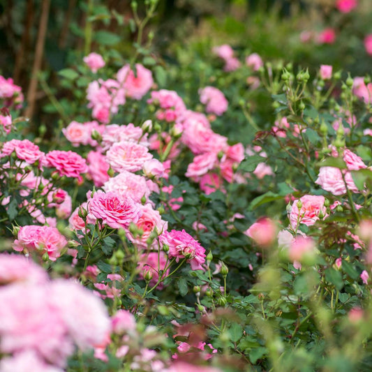 Rosa Landscape Sweet Drift - View 10 from www redcrocus com