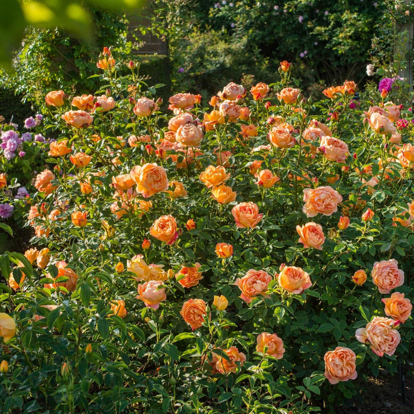 Rosa David Austin Lady Of Shalott - View 10 from www redcrocus com