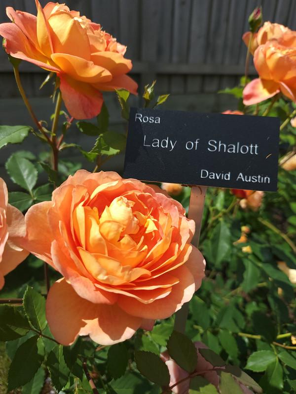 Rosa David Austin Lady Of Shalott - View 11 from www redcrocus com