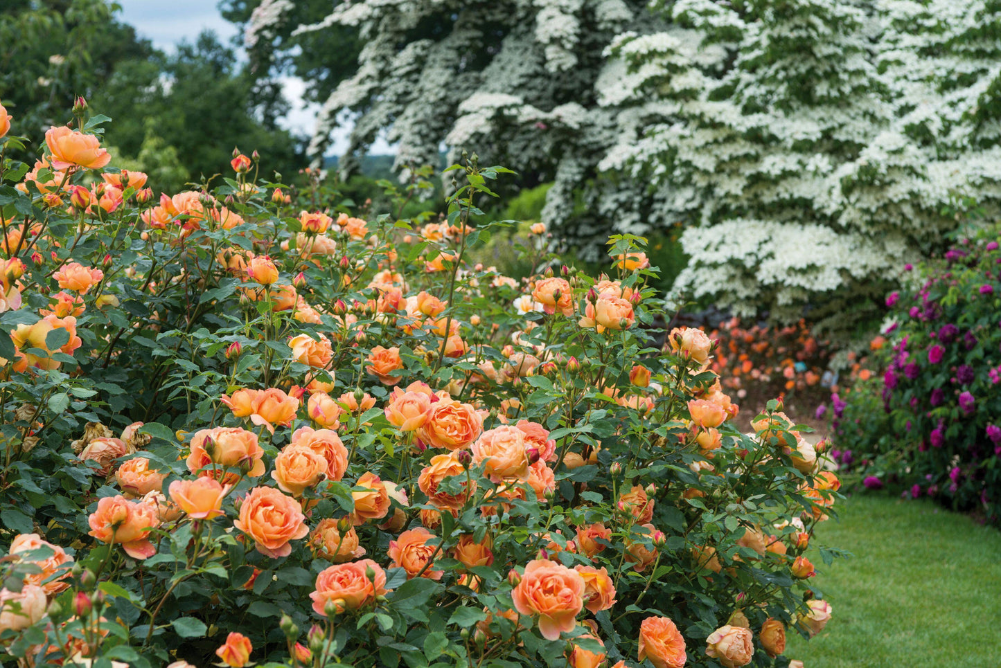 Rosa David Austin Lady Of Shalott - View 13 from www redcrocus com