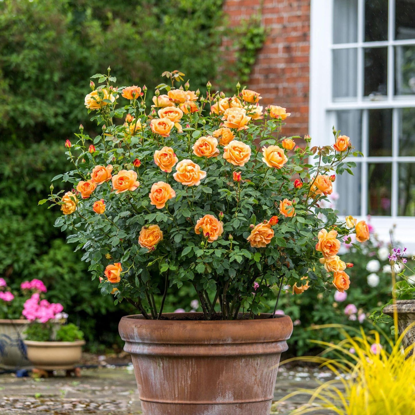Rosa David Austin Lady Of Shalott - View 14 from www redcrocus com