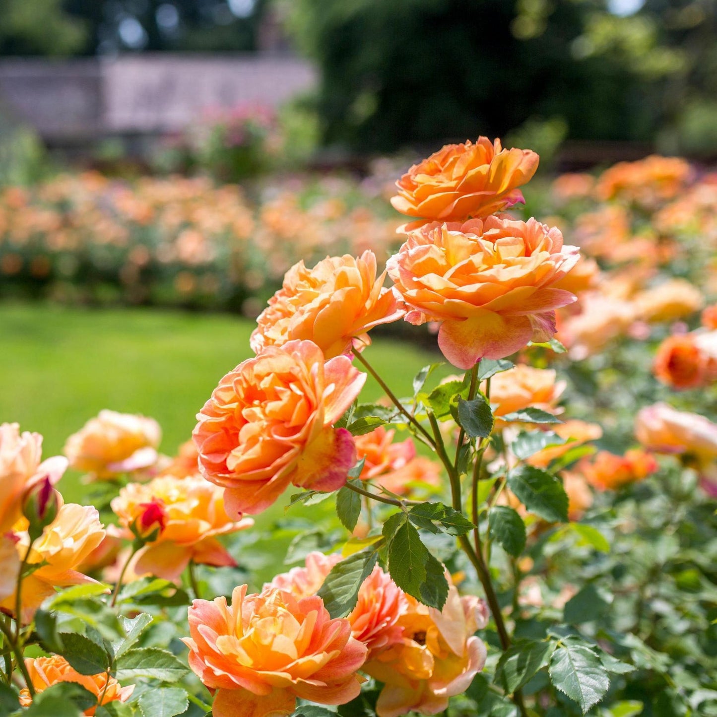Rosa David Austin Lady Of Shalott - View 16 from www redcrocus com