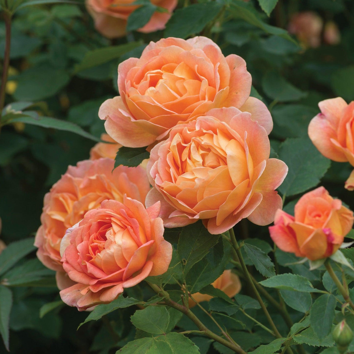 Rosa David Austin Lady Of Shalott - View 17 from www redcrocus com