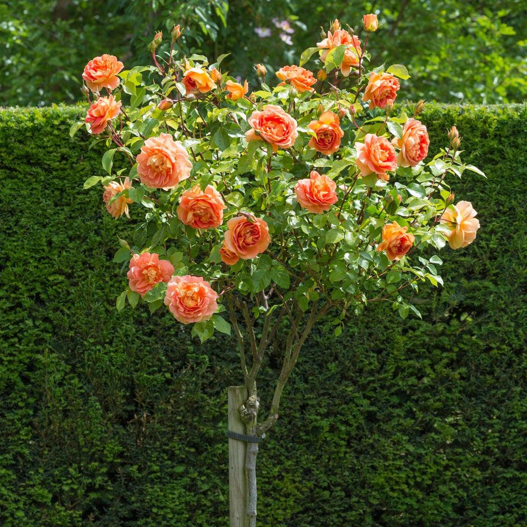 Rosa David Austin Lady Of Shalott - View 19 from www redcrocus com