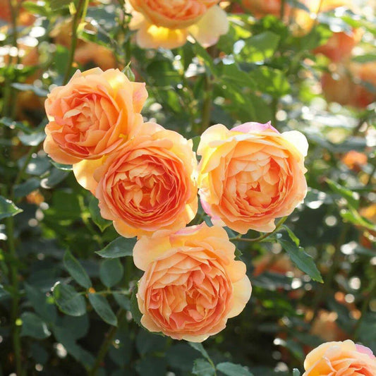 Rosa David Austin Lady Of Shalott - View 1 from www redcrocus com