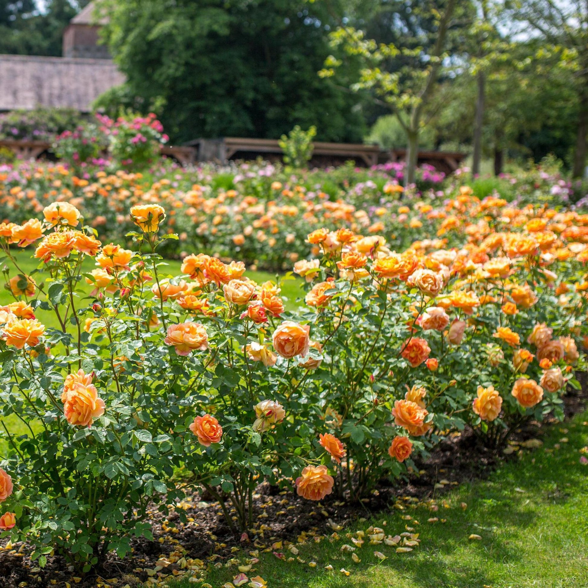 Rosa David Austin Lady Of Shalott - View 3 from www redcrocus com