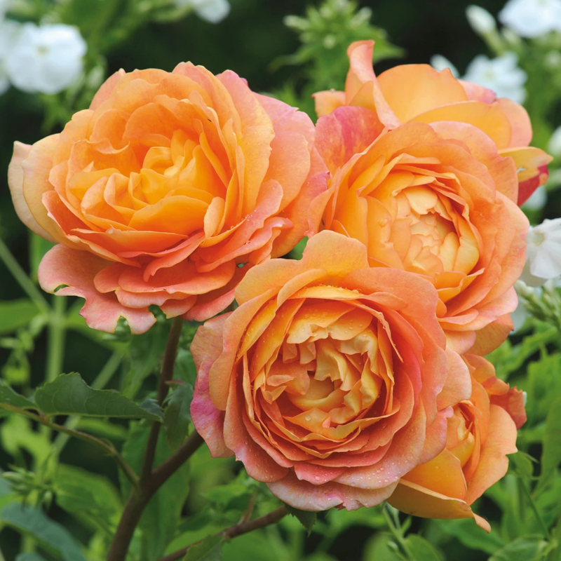 Rosa David Austin Lady Of Shalott - View 3 from www redcrocus com