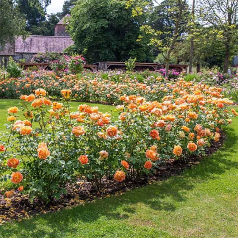 Rosa David Austin Lady Of Shalott - View 5 from www redcrocus com