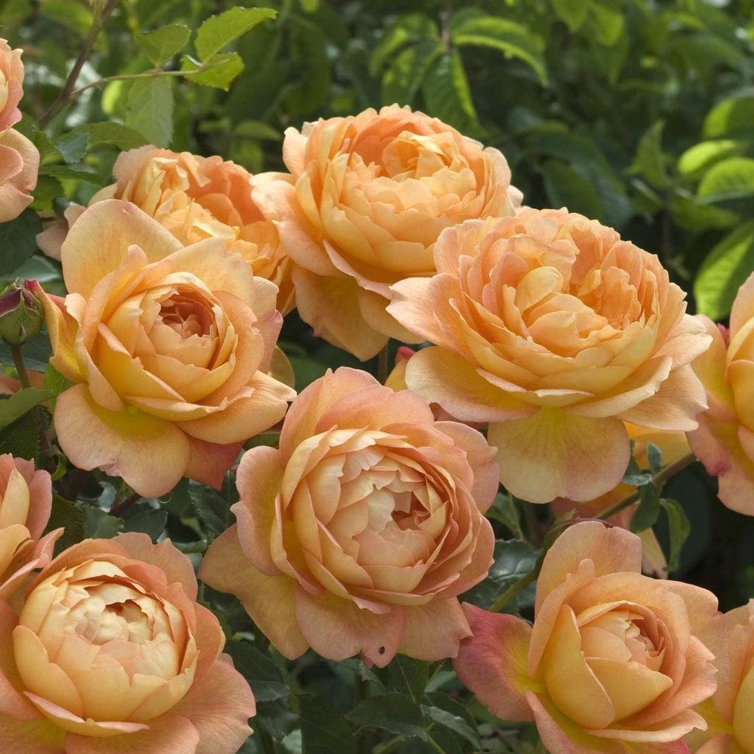 Rosa David Austin Lady Of Shalott - View 7 from www redcrocus com
