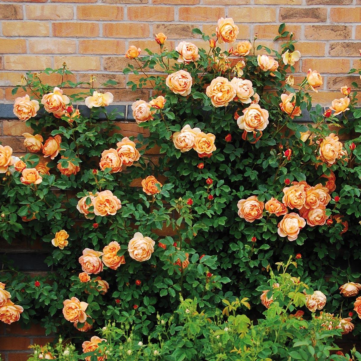 Rosa David Austin Lady Of Shalott - View 9 from www redcrocus com