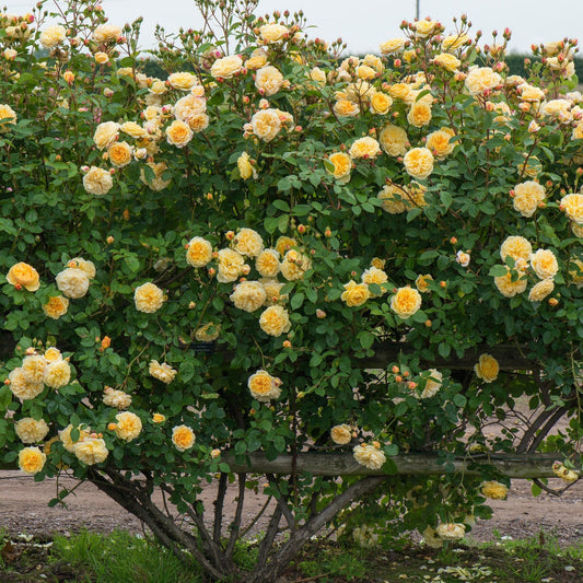 Rosa David Austin Teasing Georgia - View 1 from www redcrocus com