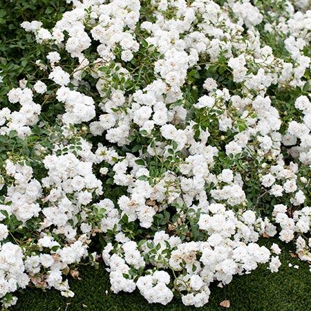 Rosa Landscape White Drift - View 1 from www redcrocus com