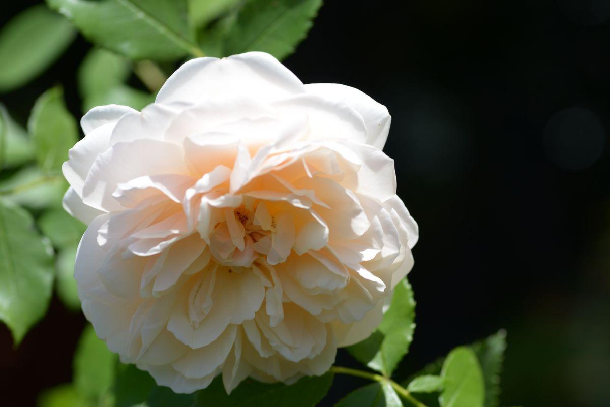 Rosa David Austin Lichfield Angel - View 10 from www redcrocus com