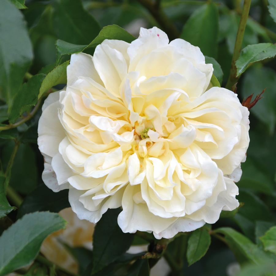 Rosa David Austin Lichfield Angel - View 12 from www redcrocus com