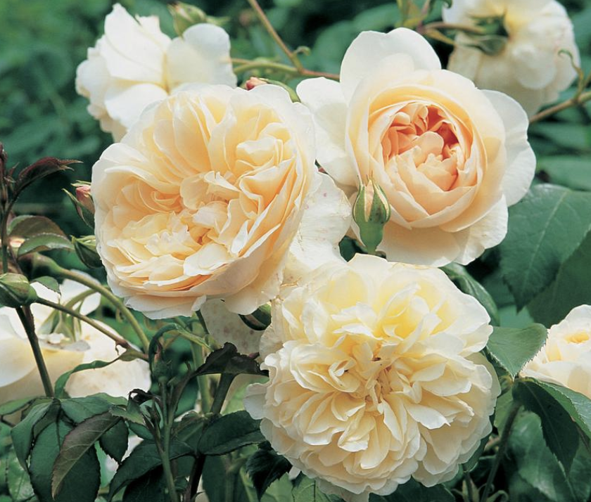 Rosa David Austin Lichfield Angel - View 13 from www redcrocus com