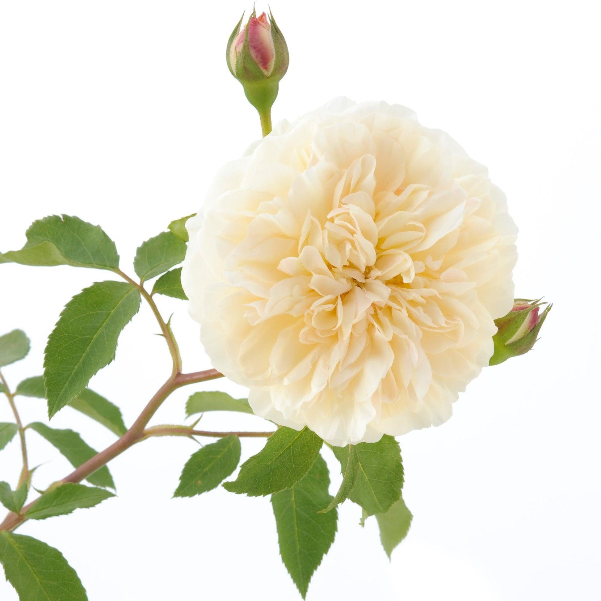 Rosa David Austin Lichfield Angel - View 14 from www redcrocus com