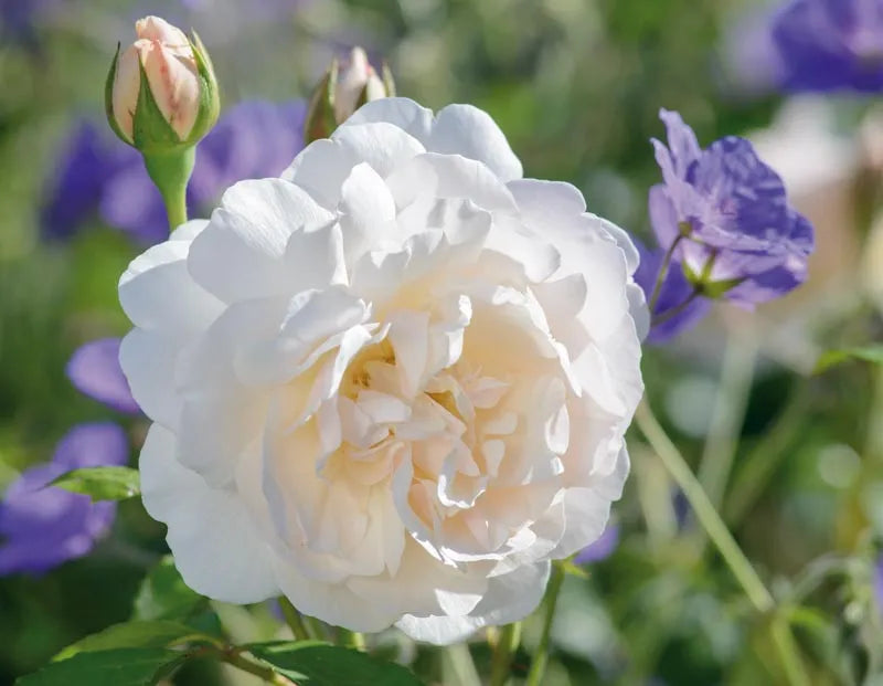 Rosa David Austin Lichfield Angel - View 17 from www redcrocus com