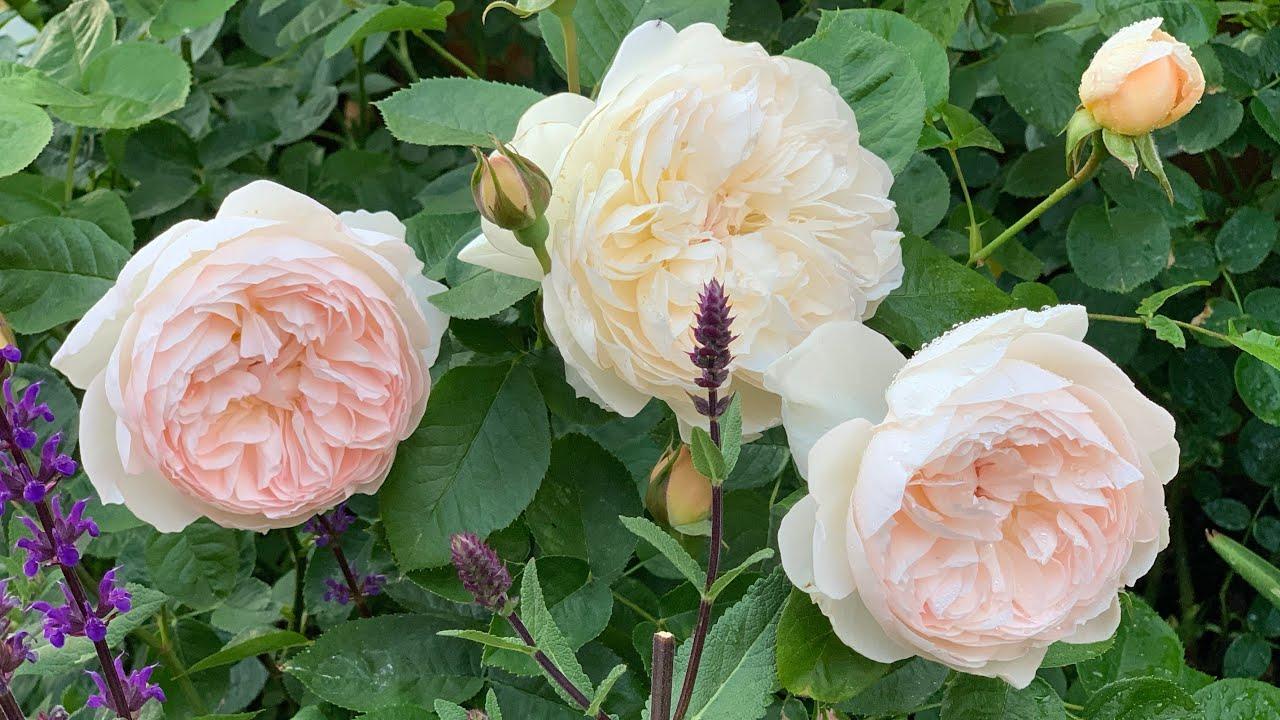 Rosa David Austin Lichfield Angel - View 19 from www redcrocus com