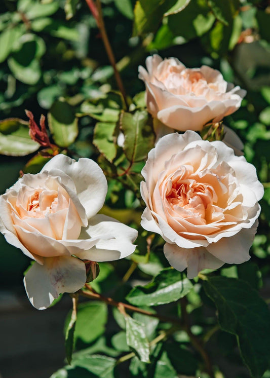 Rosa David Austin Lichfield Angel - View 1 from www redcrocus com