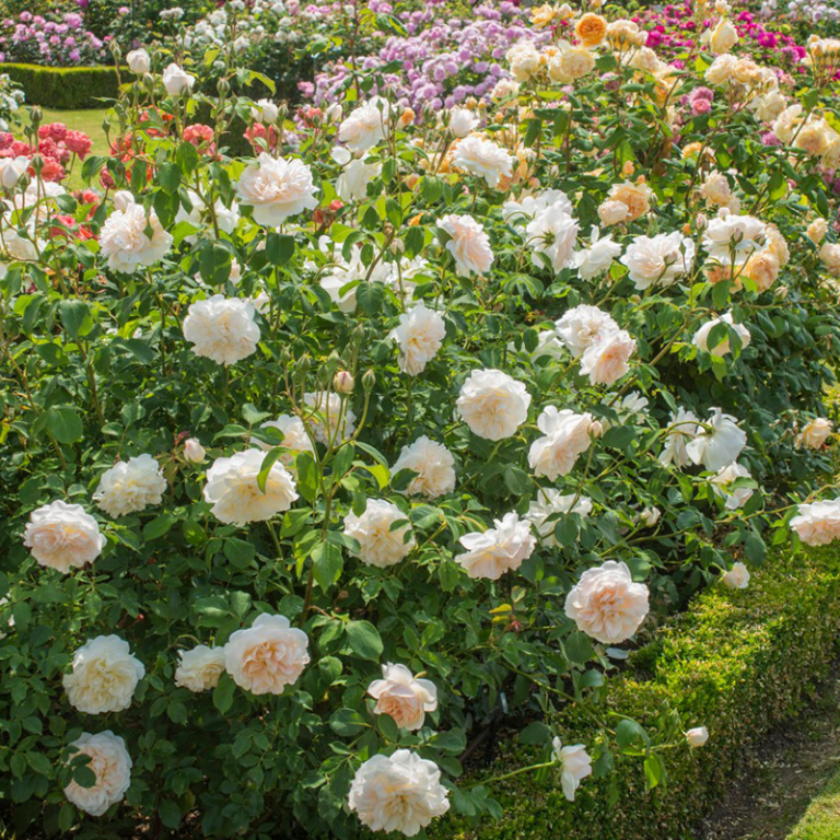 Rosa David Austin Lichfield Angel - View 2 from www redcrocus com
