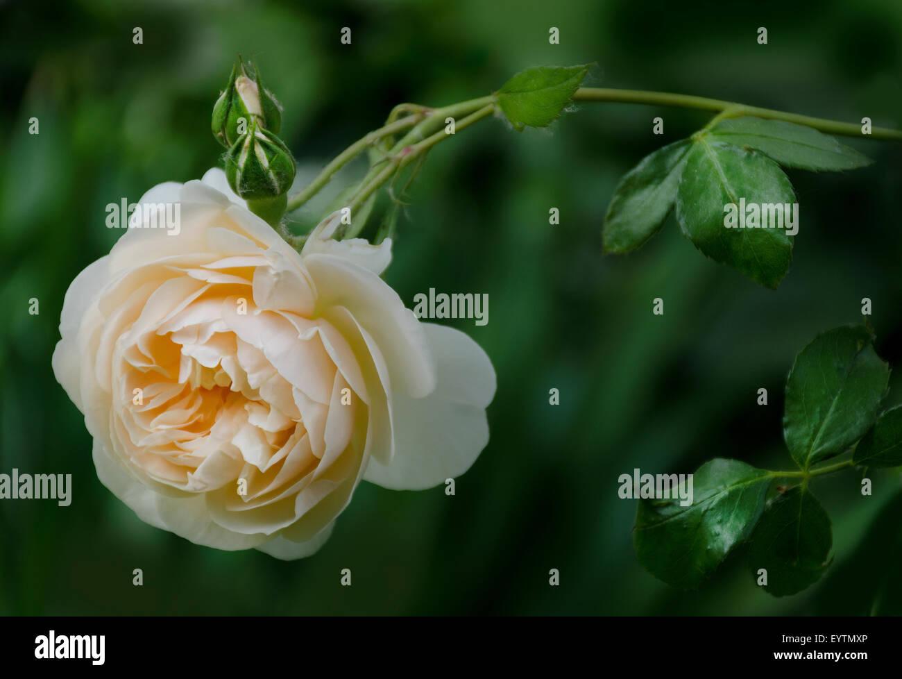 Rosa David Austin Lichfield Angel - View 6 from www redcrocus com