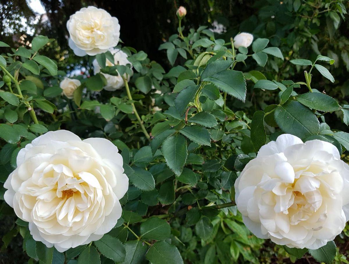 Rosa David Austin Lichfield Angel - View 8 from www redcrocus com