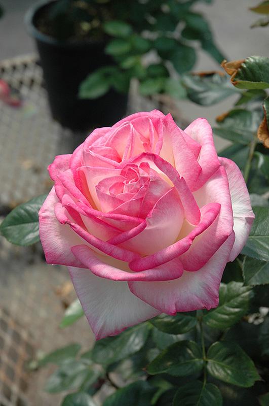 Rosa Hybrid Tea Princesse Charlene De Monaco - View 15 from www redcrocus com