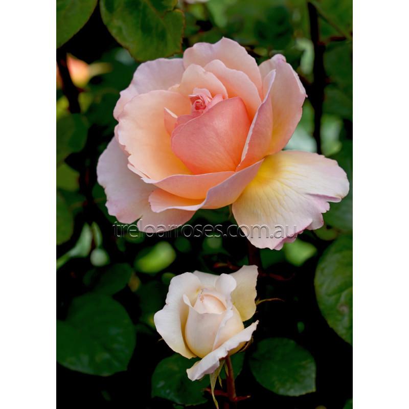 Rosa Hybrid Tea Princesse Charlene De Monaco - View 17 from www redcrocus com